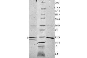 Interleukin 32 alpha (IL32A) protein