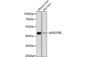 HSD17B2 Antikörper  (AA 118-387)