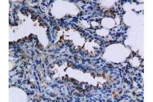 Image no. 2 for anti-Tumor Necrosis Factor (Ligand) Superfamily, Member 15 (TNFSF15) (AA 161-251) antibody (ABIN709556)