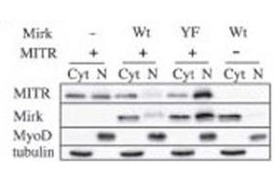 Image no. 6 for anti-Histone Deacetylase 9 (HDAC9) (AA 2-32) antibody (ABIN3031237)
