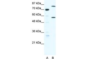 Image no. 1 for anti-Myoneurin (MYNN) antibody (ABIN2460664)
