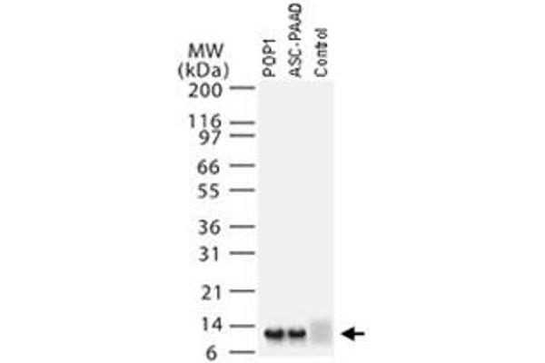 PYDC1 antibody