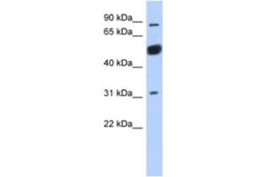 Image no. 1 for anti-BEN Domain Containing 2 (BEND2) antibody (ABIN2463928)