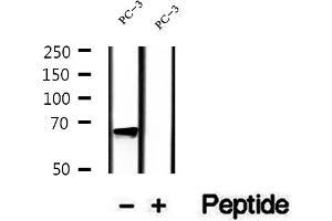 Image no. 2 for anti-Eukaryotic Translation Initiation Factor 2D (EIF2D) antibody (ABIN6262960)