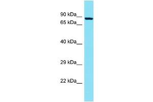 Image no. 1 for anti-Tectonic Family Member 2 (TCTN2) (N-Term) antibody (ABIN2791187)