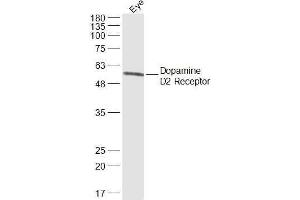 Image no. 1 for anti-Dopamine Receptor D2 (DRD2) (AA 301-400) antibody (ABIN5675202)