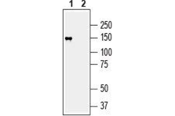 MAGI2 antibody  (C-Term, Intracellular)