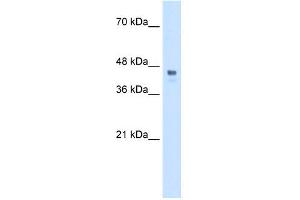 Image no. 1 for anti-Homeobox C10 (HOXC10) (Middle Region) antibody (ABIN2779770)