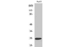 Image no. 1 for anti-Lymphotoxin beta (TNF Superfamily, Member 3) (LTB) (C-Term) antibody (ABIN3185420)