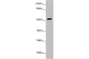 PRMT3 antibody  (AA 311-529)