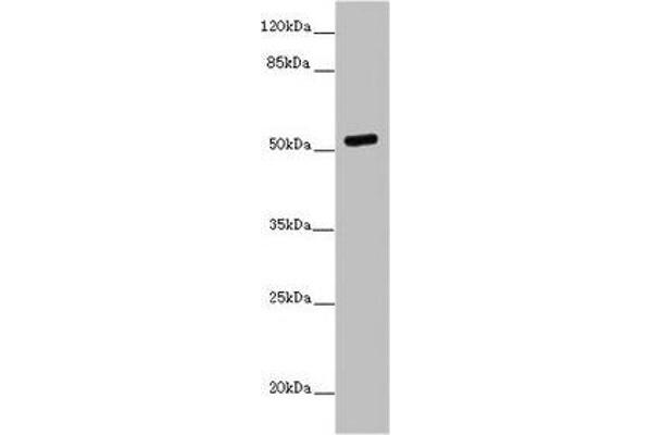 PRMT3 antibody  (AA 311-529)