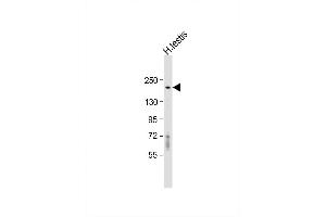 Image no. 2 for anti-Deleted in Lung and Esophageal Cancer 1 (DLEC1) (AA 879-908) antibody (ABIN1538676)