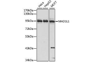 Image no. 6 for anti-MAD1 Mitotic Arrest Deficient-Like 1 (MAD1L1) antibody (ABIN3021566)