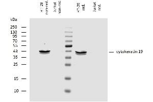 Image no. 1 for anti-Keratin 19 (KRT19) antibody (ABIN94290)