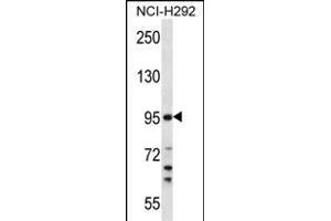 TMPRSS7 抗体  (N-Term)