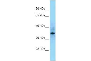 Image no. 1 for anti-Src Homology 2 Domain Containing F (SHF) (C-Term) antibody (ABIN2789453)