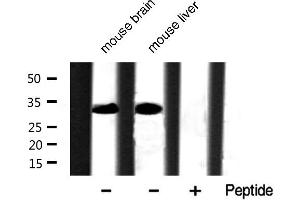 Image no. 3 for anti-Caspase 3 (CASP3) (pSer150) antibody (ABIN6254994)