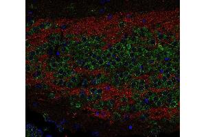 Indirect immunostaining of PFA fixed paraffin-embedded mouse hippocampus section with anti-SV 2C (dilution 1 : 200; red) and rabbit anti-sec 22b (cat.