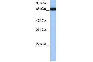 Image no. 1 for anti-Heterogeneous Nuclear Ribonucleoprotein L-Like (HNRPLL) (N-Term) antibody (ABIN2776623)
