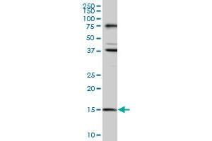 Image no. 1 for anti-Mago-Nashi Homolog (MAGOH) (AA 1-110) antibody (ABIN517718)