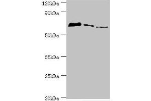 TDP1 Antikörper  (AA 1-260)