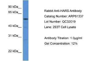 Image no. 1 for anti-Histidyl-tRNA Synthetase (HARS1) (N-Term) antibody (ABIN2788770)
