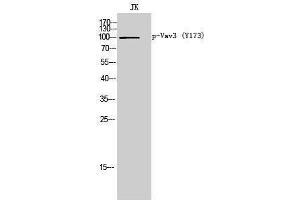 anti-Vav 3 Oncogene (VAV3) (pTyr173) antibody