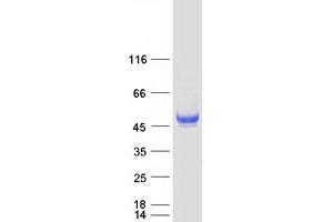 Image no. 1 for V-type immunoglobulin domain-containing suppressor of T-cell activation (VISTA) protein (Myc-DYKDDDDK Tag) (ABIN2729126)