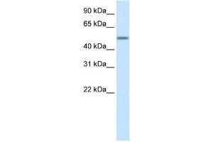 Image no. 1 for anti-Zinc Finger Protein 823 (ZNF823) (Middle Region) antibody (ABIN2777653)