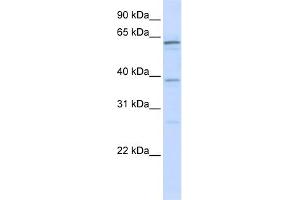 Image no. 1 for anti-RNA Binding Motif Protein 39 (RBM39) (N-Term) antibody (ABIN2778918)