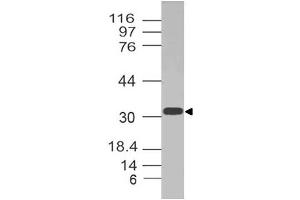 Image no. 1 for anti-G Protein-Coupled Receptor 35 (GPR35) (AA 173-305) antibody (ABIN5027230)