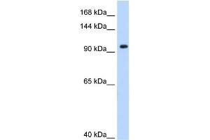 Image no. 1 for anti-Splicing Factor 3a, Subunit 1 (SF3A1) (N-Term) antibody (ABIN2778958)