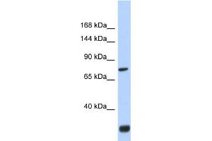 anti-Fibronectin Type III Domain Containing 3A (FNDC3A) (N-Term) antibody
