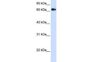 Image no. 1 for anti-Retinoid X Receptor, beta (RXRB) (N-Term) antibody (ABIN2774660)
