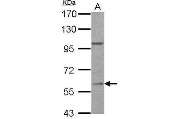 RGS14 antibody  (C-Term)