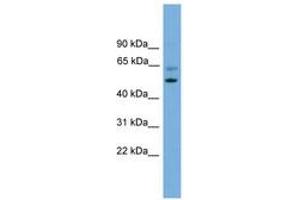 Image no. 1 for anti-Proteasome (Prosome, Macropain) 26S Subunit, Non-ATPase, 12 (PSMD12) (AA 301-350) antibody (ABIN6745221)