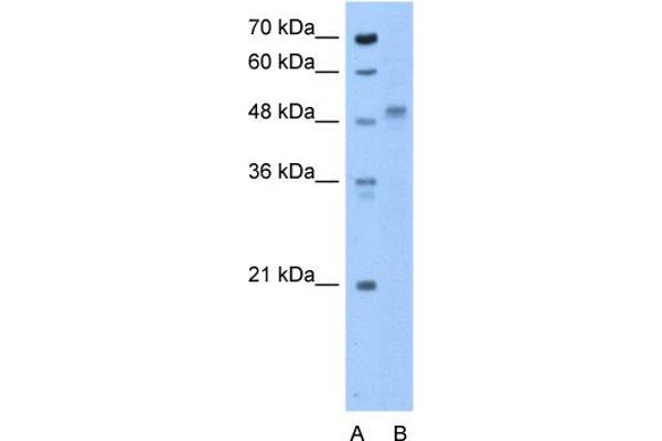 anti-Zona Pellucida Glycoprotein 4 (ZP4) (N-Term) antibody