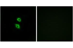 Immunofluorescence analysis of MCF7 cells, using ARSD Antibody.