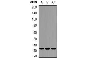 Image no. 2 for anti-Protein Phosphatase 1, Regulatory (Inhibitor) Subunit 1B (PPP1R1B) (N-Term), (pThr34) antibody (KLH) (ABIN2972553)