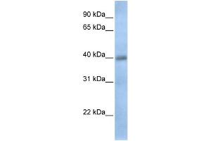 Image no. 1 for anti-Thioredoxin Domain Containing 15 (TXNDC15) (C-Term) antibody (ABIN2783936)