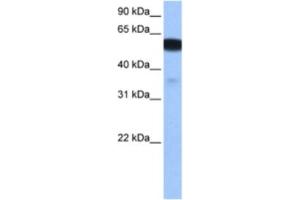 Image no. 1 for anti-Na+/H+ Exchanger Domain Containing 1 (NHEDC1) antibody (ABIN2463480)