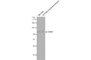Image no. 2 for anti-Dystroglycan 1 (DAG1) (Center) antibody (ABIN2856020)
