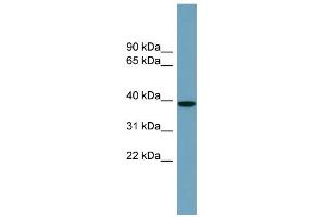 Image no. 1 for anti-NudC Domain Containing 3 (NUDCD3) (Middle Region) antibody (ABIN2786103)