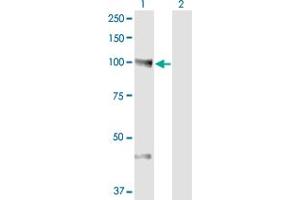 Image no. 2 for anti-Neural Precursor Cell Expressed, Developmentally Down-Regulated 9 (NEDD9) (AA 101-200) antibody (ABIN561951)