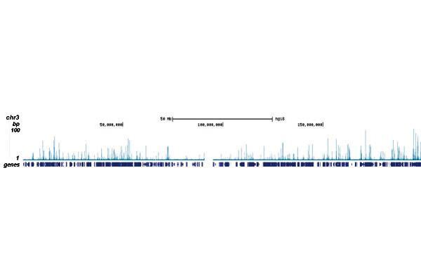 anti-Runt-Related Transcription Factor 1, Translocated To, 1 (Cyclin D-Related) (RUNX1T1) (Internal Region), (N-Term) antibody