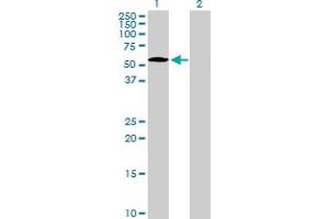 Western Blot analysis of NUP50 expression in transfected 293T cell line by NUP50 MaxPab polyclonal antibody.