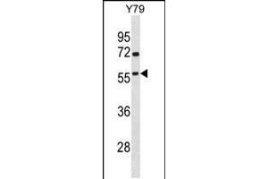Image no. 1 for anti-TATA Box Binding Protein (TBP)-Associated Factor, RNA Polymerase I, A, 48kDa (TAF1A) (AA 68-97), (N-Term) antibody (ABIN5537602)
