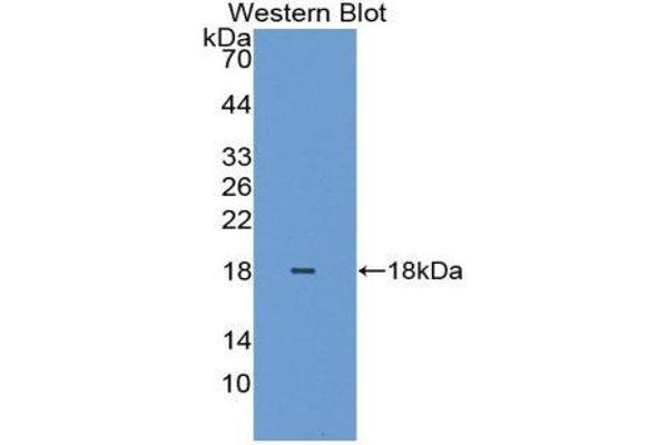 HIST2H2BE antibody  (AA 2-126)