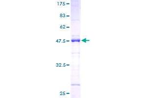 Image no. 1 for serine/arginine-Rich Splicing Factor 2 (SRSF2) (AA 1-179) protein (GST tag) (ABIN1319752)