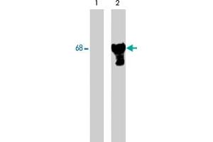 Image no. 2 for anti-Paxillin (PXN) (pSer83) antibody (ABIN548479)